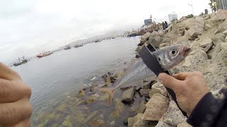 Pesca UL Jureles en el Water Polo  Coquimbo Chile [upl. by Nehte]