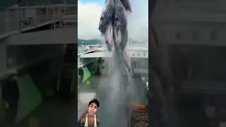 fishing fish tuna explore video youtubeshorts [upl. by Aima20]