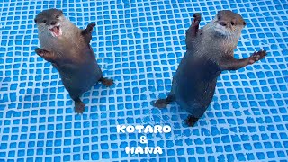 新しいプールに大喜びのカワウソとキレまくるカワウソ Otters Cant Wait to Swim in New Pool [upl. by Notgnirra216]