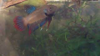 Wild Betta Imbellis vs Splendens [upl. by Aney]