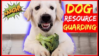 Stop Resource Guarding Now  End possessive aggression around food or toys [upl. by Karlan]