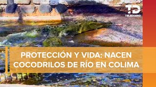 Vida Silvestre Nacen Cocodrilos de Río en Lagunas de Colima [upl. by Noisla8]