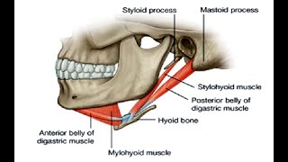 Two Minutes of Anatomy Suprahyoid Muscles [upl. by Cuda865]