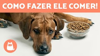 Meu CACHORRO NÃO quer COMER 🐶🥩 7 remédios caseiros ✅ [upl. by Ayita102]