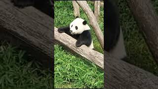 Giant Panda in Smithsonian Zoo Washington USA [upl. by Nelleh]