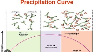 AntigenAntibody reactions  Precipitation Curve [upl. by Aisayt514]