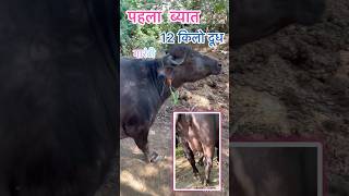 12 किलो दूध की गारंटी पहला ब्यात  Nanha Lajwana Dairy Farm [upl. by Adim]