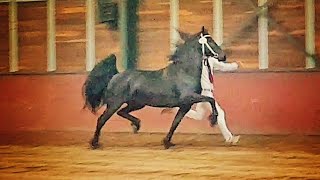 Friesian horse Saly fan e Goëngamieden Tsjalle x Andries Kroon 👑🐴 [upl. by Norty]