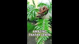 Pakpak Lawin plant [upl. by Basset385]