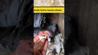 Anda tod kr bacha nikala🐣 petlover minivlog pigeonvlogger kabutar kabutarvlog fancypigeon [upl. by Enohpets]