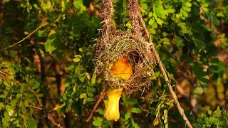 Tejedor dorado africano Eastern golden weaver​ Ploceus subaureus construyendo el nido [upl. by Arihsa713]