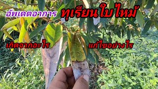 อัพเดต ทุเรียนใบไหม้ เกิดจากอะไร ต้องแก้ไขอย่างไร [upl. by Fransisco97]