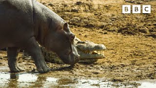 Hippos take on crocodiles for best sunbathing spot  Serengeti  BBC [upl. by Trebmer]