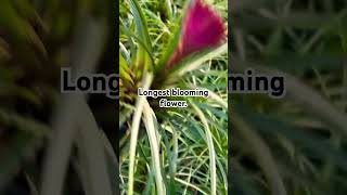 tillandsia cyanea – pink Blooms for 3 to 5 months with least maintenance gardeningtips [upl. by Leonora]