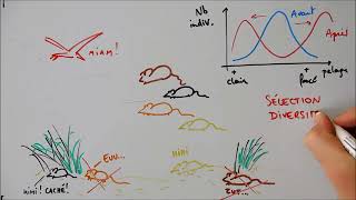 Effets de la sélection naturelle  diversifiante stabilisante et directionnelle [upl. by Ardnasirk]