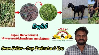 Jinjva  Marvel Grass  जिन्जवा घास Dichanthium annulatum Green Fodder  Crop Production amp Uses [upl. by Lisabeth765]