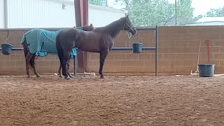 Routine lameness exam and cost breakdown of injections [upl. by Burny163]