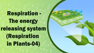 Respiration  The energy releasing system  Respiration in Plants04  X Class [upl. by Lustick201]