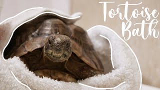 How To Bathe Your Tortoise [upl. by Aneehsit]