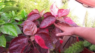 How to Grow Acalypha Plant by Cutting  Easy Propagation of Acalypha  Khalifa Plant [upl. by Selrahcnhoj]