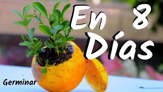 COMO OBTENER UNA PLANTA DE NARANJAS  GERMINAR NARANJAS  CITRICOS [upl. by Amerak]