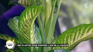 Des plantes pour purifier l’air de la maison [upl. by Annatnas]