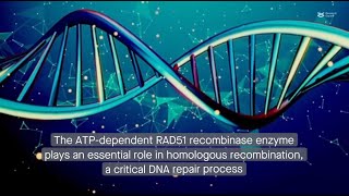 ADPbound RAD51 adopts a doublefilament structure during homologous recombination [upl. by Nezah673]