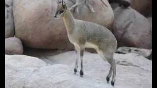 KLIPSPRINGER verkent Kopjeverblijf in Krokodillenrivier in Diergaarde Blijdorp Rotterdam [upl. by Esetal]