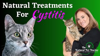 Home Remedies for Cat UTI  Cat Bladder Infections [upl. by Anoet]