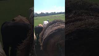 Unrolling hay for the herd [upl. by Oicul695]