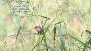 Common Waxbill Estrilda astrild Hawaii [upl. by Llerret]