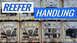 Reefer handling on board of a container ship [upl. by Erv124]