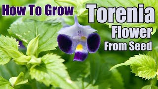 How To Grow Torenia Flower From Seed  Gardening story [upl. by Selden]