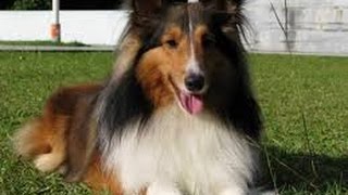 Shetland Sheepdog Sheltie [upl. by Nyllij306]