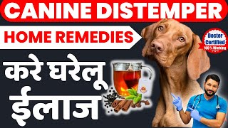 Canine Distemper Home Remedies  Last Stage Symptoms  Treatment At Home  Recovery  In Hindi [upl. by Ahkihs606]