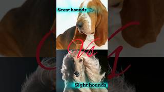 Sight hounds Vs Scent hounds TheVetvoyages [upl. by Chrissy366]