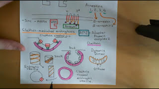 G Protein Coupled Receptors Part 7 [upl. by Erickson450]