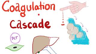 The Coagulation Cascade  Intrinsic amp Extrinsic Most COMPREHENSIVE Explanation  Hematology [upl. by Yekcaj925]