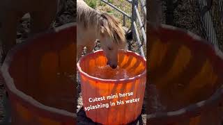 💕Cutest miniature horse splashing in his water trough 💕minihorse miniaturehorse [upl. by Engdahl728]