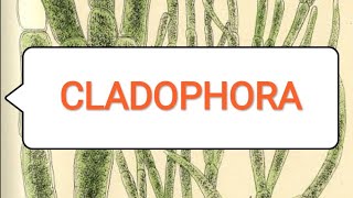 CLADOPHORA BScmedical 1st year [upl. by Nyloj]