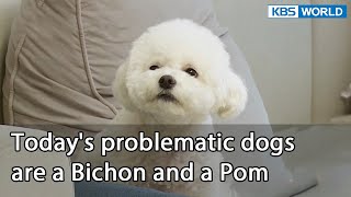 Todays problematic dogs are a Bichon and a Pom Dogs are incredible EP1241  KBS WORLD TV 220531 [upl. by Ekle]