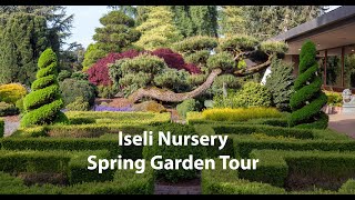 Iseli Nursery Spring Garden Tour Check out our mature conifer and maple garden [upl. by Cazzie]