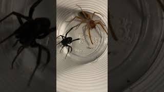 Camal Spider Vs Black Widow [upl. by Cordey181]