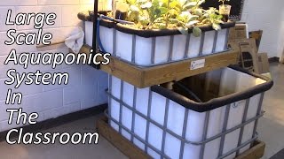 Large Scale IBC Tote Aquaponics System [upl. by Copland]