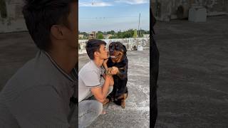 Rottweiler Daisy ko aaj kiss krdeya💋⚠️Reaction 😂rottweiler shorts viral doglover [upl. by Lamak]