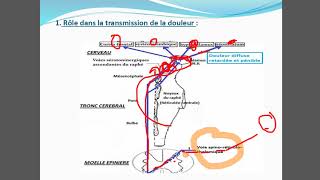 Physiologie de la formation réticulaire [upl. by Bible]