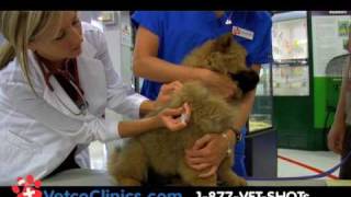 Dog and Cat Vaccination Clinics How to protect you pet for less at PETCO [upl. by Drarreg]