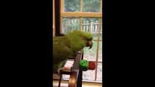 Parrot sings Margaritaville [upl. by Leasa67]