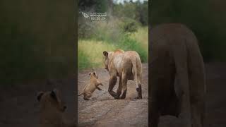 Lioness Roaring For Lost Cubs Kruger National Park South Africa [upl. by Ardehs]