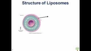 Liposomes A Novel Drug Delivery System [upl. by Rotberg863]